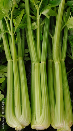 Fresh Green Celery Stalks - Healthy Vegetable Produce