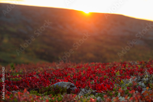 Red bearberry leaves are covering the ground and glowing in the light of the setting sun, with a blurred mountain in the background photo