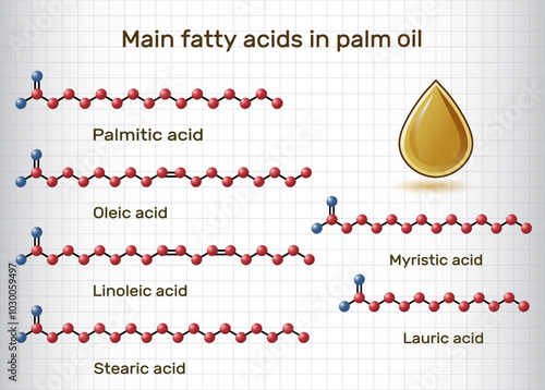 Main fatty acids in palm oil. Palmitic, stearic, oleic, linoleic, myristic, lauric acids molecule. Sheet of paper in a cage.  Vector illustration 