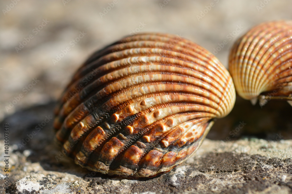 Open common cockle shell on a concrete surface Open common cockle shell on a concrete surface
