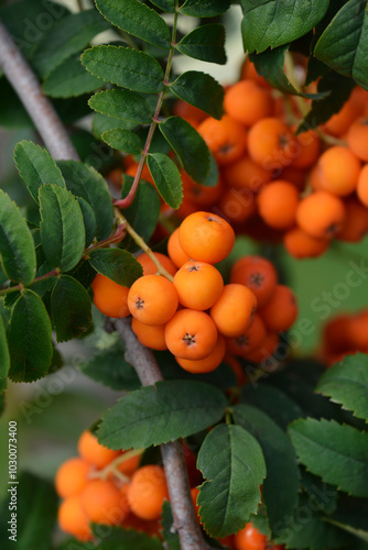 Common rowan branch with berries photo