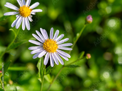 朝露に濡れたヨメナの花