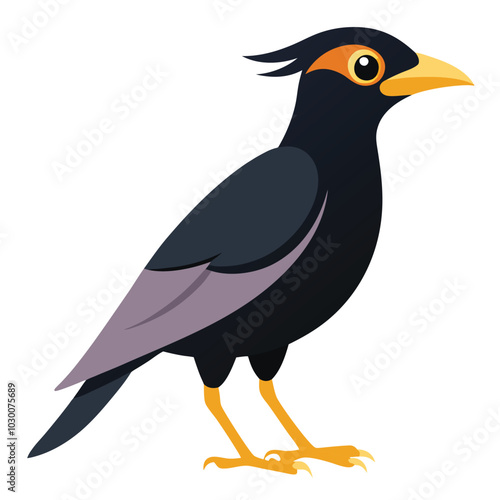 mynah bird on a white background.