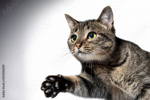 Obraz na płótnie Eine grau getigerte Katze w salonie