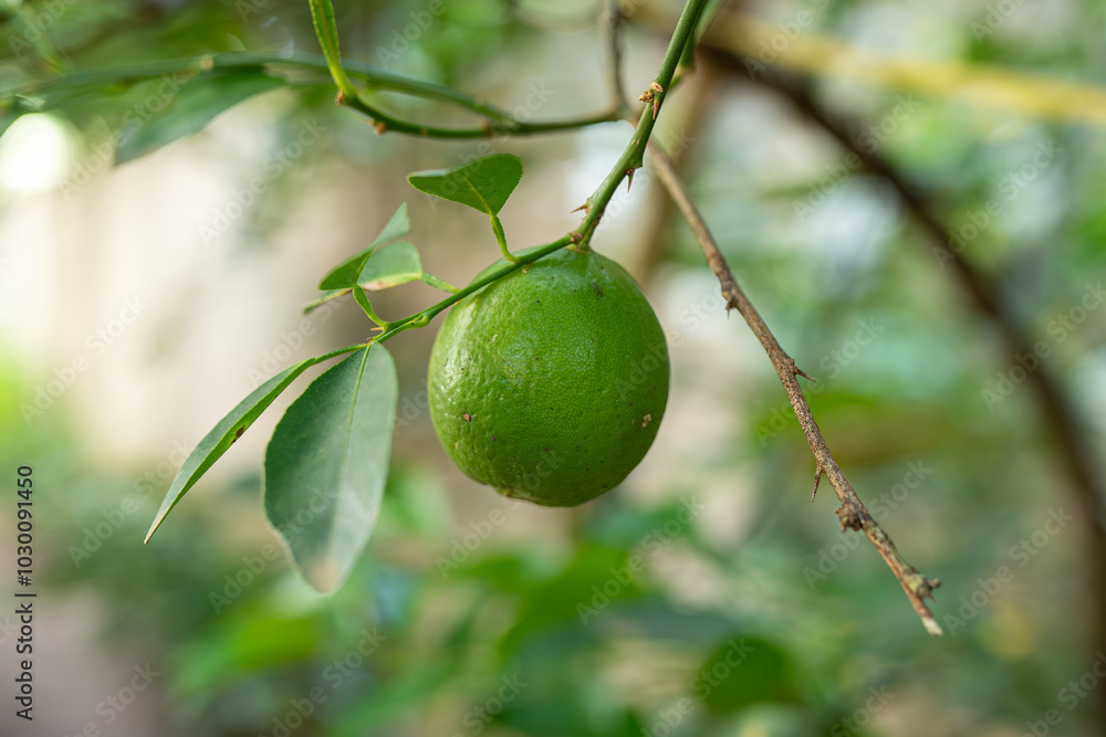 Ripe, green limes and lemons hang from branches laden with leaves on a citrus tree in a tropical garden Ripe, green limes and lemons hang from branches laden with leaves on a citrus tree in a tropical garden