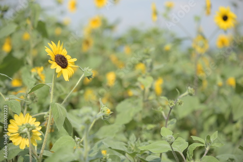 field of sunflowers