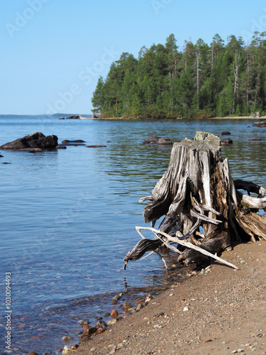 Karelia, Russia. A large tree stump is sitting in the water near the shore. The water is calm and the sky is clear.