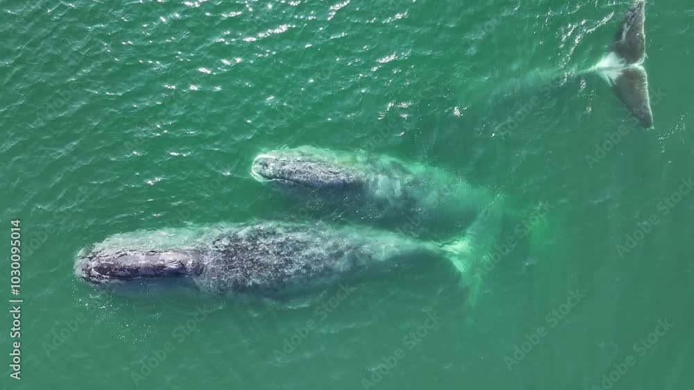 Rare Bowhead Whales Floating in the Sea - Aerial Drone Footage Rare Bowhead Whales Floating in the Sea - Aerial Drone Footage