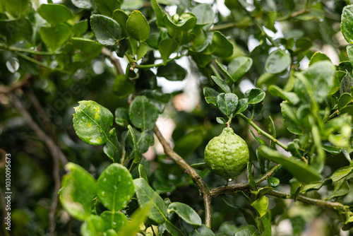 Kaffir Lime Fruit On The Tree