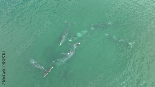 Bowhead whales, scientifically referred to as Balaena mysticetus, glide near the coast, engaging in communication while spouting water. This stunning 4k drone footage captures a bird's-eye view of the