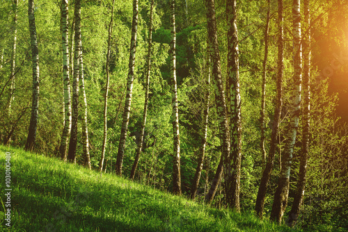 Grove of birches with young green leaves at sunset or sunrise in spring or summer. Vintage film aesthetic.