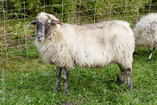 mouton photo