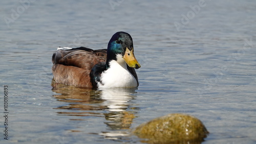 Bodensee Ente