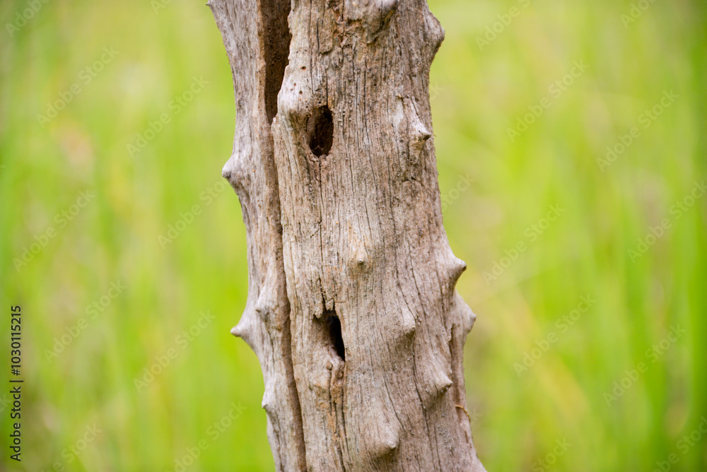 Fototapeta premium Closeup of a Tree Trunk with Knots and a Hole.