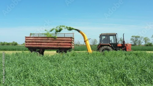 Low view of tractor with mounted machine forage harvester as cutting green crop for silage 