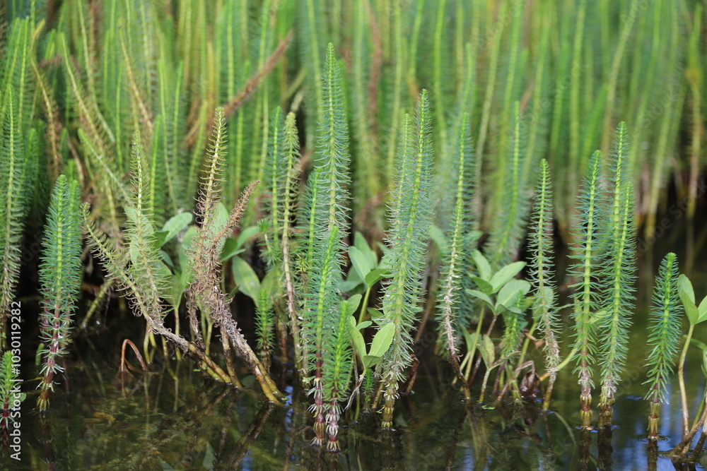 Hippuris vulgaris. Mare's-tail, common mare's tail, aquatic plant. Close up. Hippuris vulgaris. Mare's-tail, common mare's tail, aquatic plant. Close up.