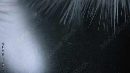 Beautiful freezing ice crystal flowers on window with black background, macro