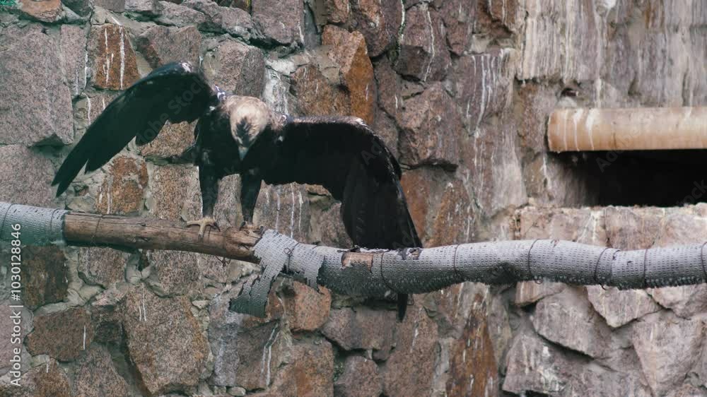 an eagle sits proudly on a branch in a zoo enclosure, a white-tailed eagle is a rare bird of the Falconiformes order in the reserve an eagle sits proudly on a branch in a zoo enclosure, a white-tailed eagle is a rare bird of the Falconiformes order in the reserve