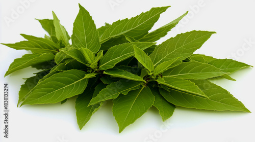 A bunch of rare holy basil (Tulsi) leaves with vibrant green hues, laid out on a white background photo