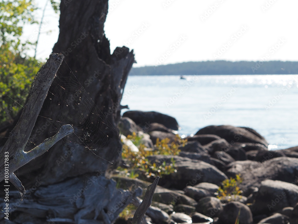 A large tree stump with a spider web on it. The stump is surrounded by rocks and a body of water. A large tree stump with a spider web on it. The stump is surrounded by rocks and a body of water.