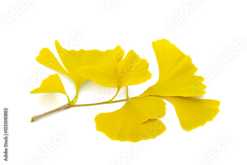 낙엽 단풍 은행잎 1