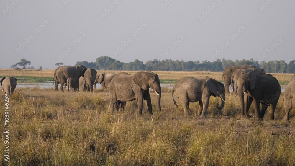 Pan from a big herd of elephants around a lake in Chobe National Park in Botswana 