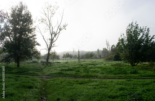 Paisajes de bosque otoñal y campo con niebla