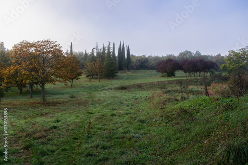 Paisajes de bosque otoñal y campo con niebla photo