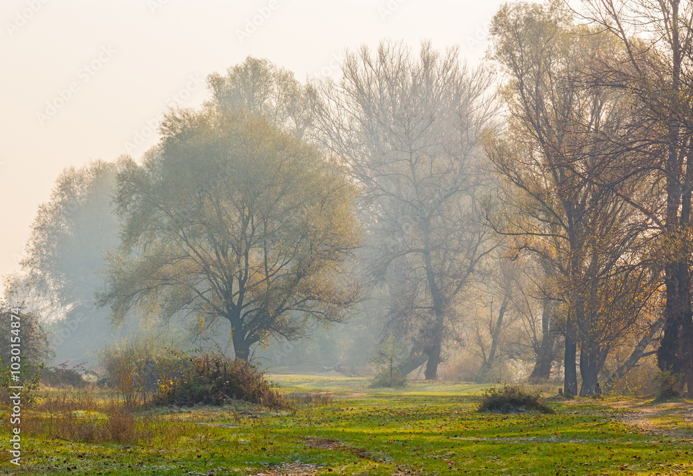 landscape with trees on a misty morning in autumn. nature scenery late fall season. foggy outdoor natural environment