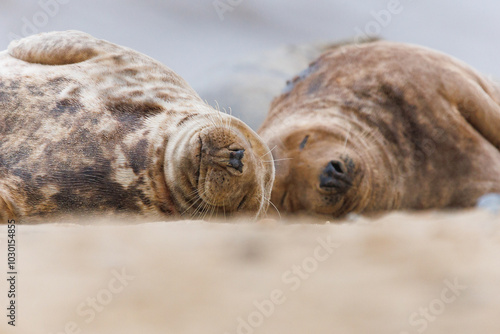 sleeping grey seal Horsey