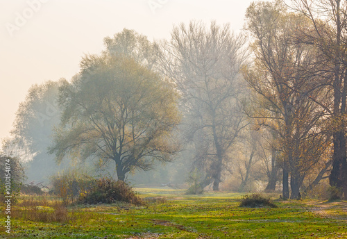 Obraz na płótnie landscape with trees on a misty morning in autumn. nature scenery late fall season. foggy outdoor natural environment w salonie