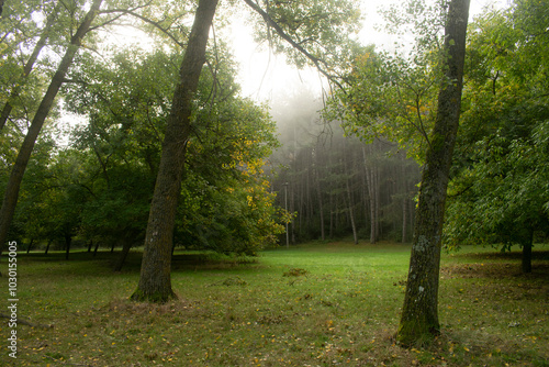 Paisaje de bosques un día con niebla y mesas de madera de Burgos, España