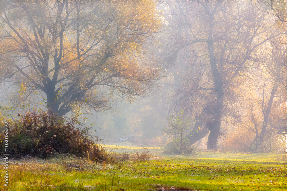 landscape with trees on a misty morning in autumn. nature scenery late fall season. cold weather in magic light