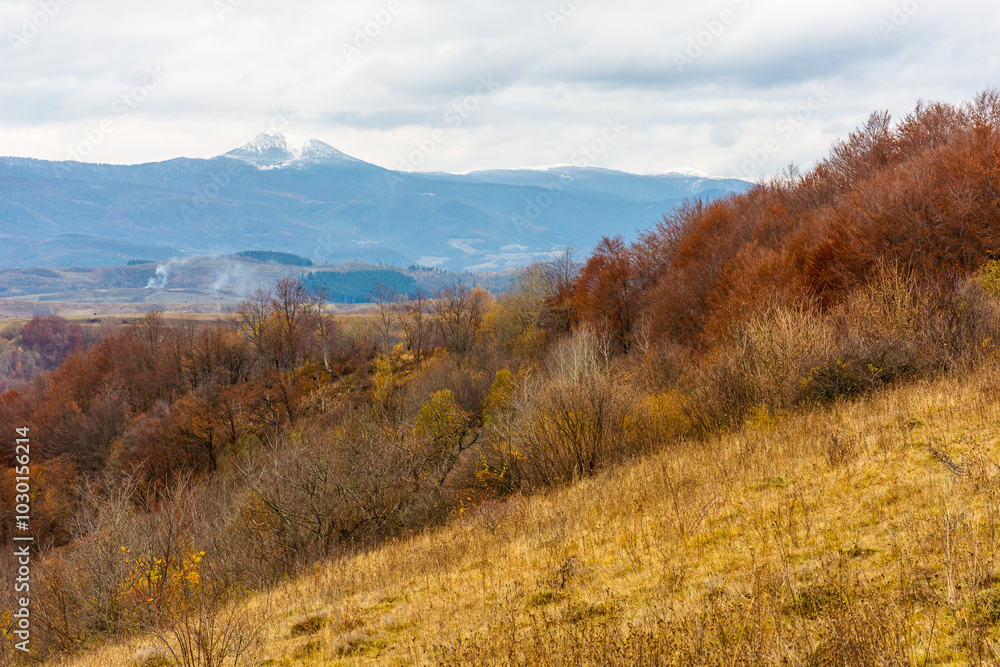 mountainous landscape in autumn. magnificent highland. snow capped peak of pikui mountain in the distance. trees on the grassy slope. beautiful scenery of ukraine in fall season mountainous landscape in autumn. magnificent highland. snow capped peak of pikui mountain in the distance. trees on the grassy slope. beautiful scenery of ukraine in fall season