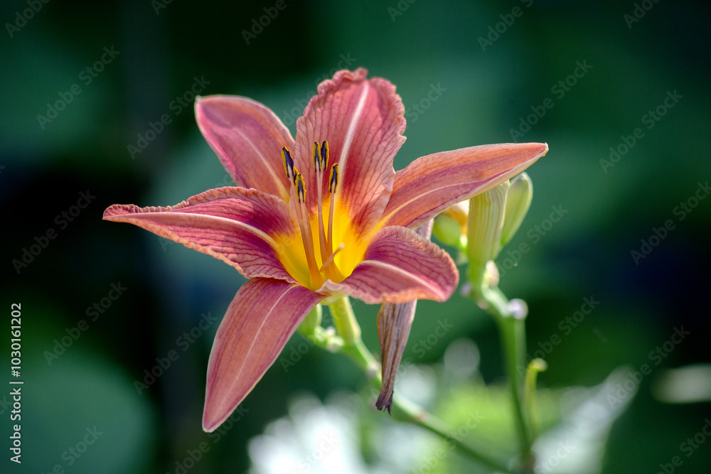 Macro Orange daylilies with yellow core, Hemerocallis fulva, on a blurred green background, ornamental plants in the autumn garden. High quality photo Macro Orange daylilies with yellow core, Hemerocallis fulva, on a blurred green background, ornamental plants in the autumn garden. High quality photo