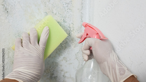 Gloved hand applies cleaning black mold on the wall