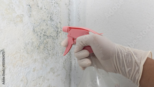 Slika na platnu Gloved hand applies cleaning black mold on the wall