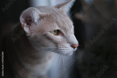 Принти на полотні Portrait of an gray Oriental Cat on dark background