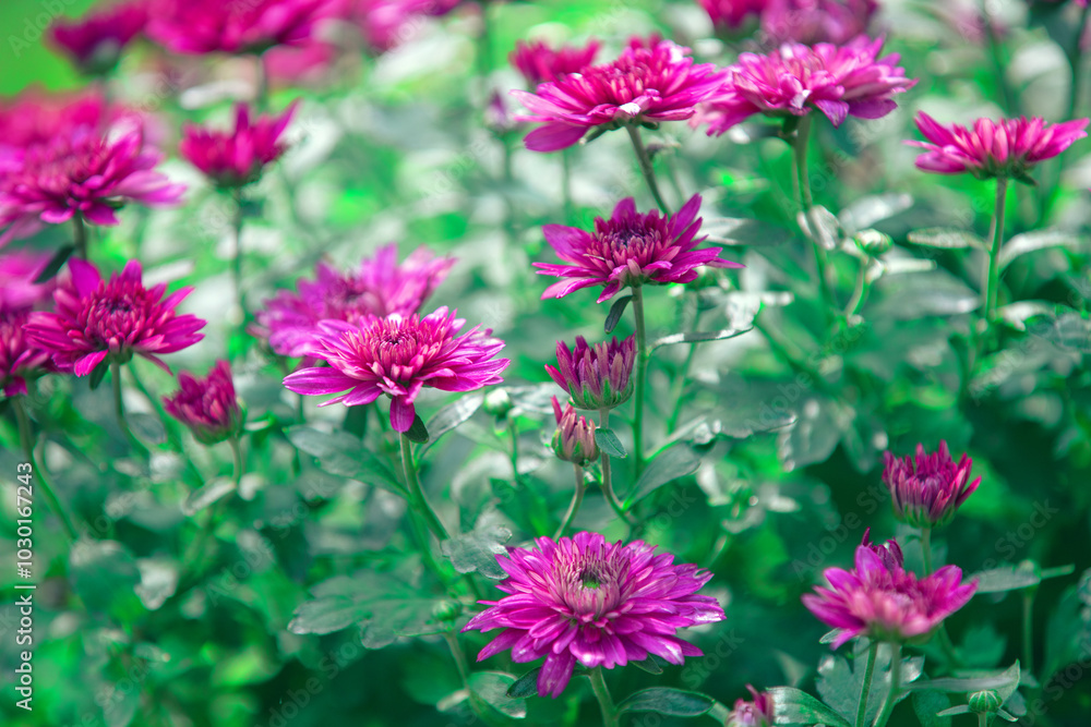 Flowering chrysanthemum on the field in autumn. Nature flower background Flowering chrysanthemum on the field in autumn. Nature flower background
