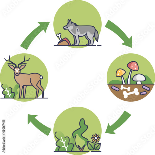 Illustration of a food chain with plants, deer, wolf, and mushrooms, showing energy flow.