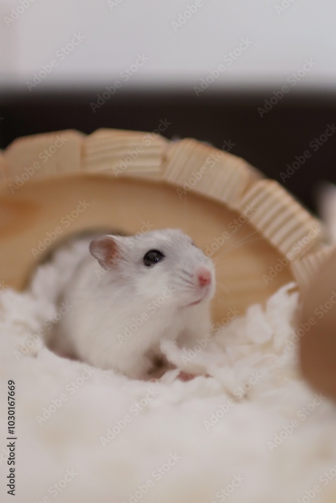 a small bright hamster is in a cage and is exploring it a small bright hamster is in a cage and is exploring it