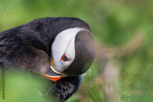 close up of puffin on farne islands photo