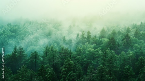 A green forest with mist rolling through the trees.