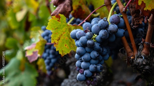 Wallpaper Mural Glorious Grapes: A Visual Delight from Madeira's Vineyards in Portugal Torontodigital.ca