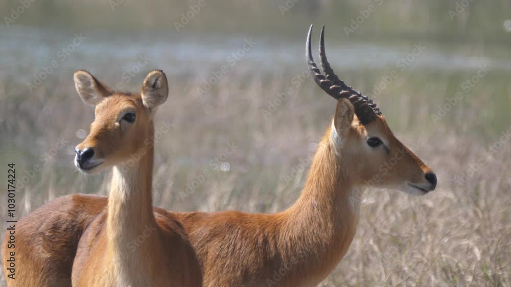 Male and female impala at Chobe National Park in Botswana Male and female impala at Chobe National Park in Botswana