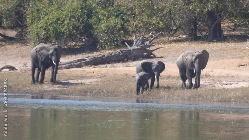 Herd of elephants around a lake at Chobe National Park in Botswana Herd of elephants around a lake at Chobe National Park in Botswana