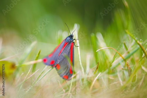 close up of cinnabar moth in grass