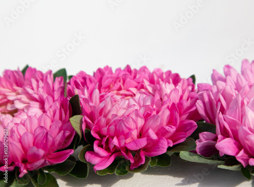 A bright floral poster with pink chrysanthemums on a white background with a place for text. A postcard, a poster.