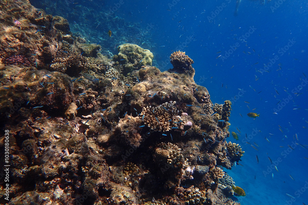 marine life in the Red Sea Egypt, hurghada marine life in the Red Sea Egypt, hurghada