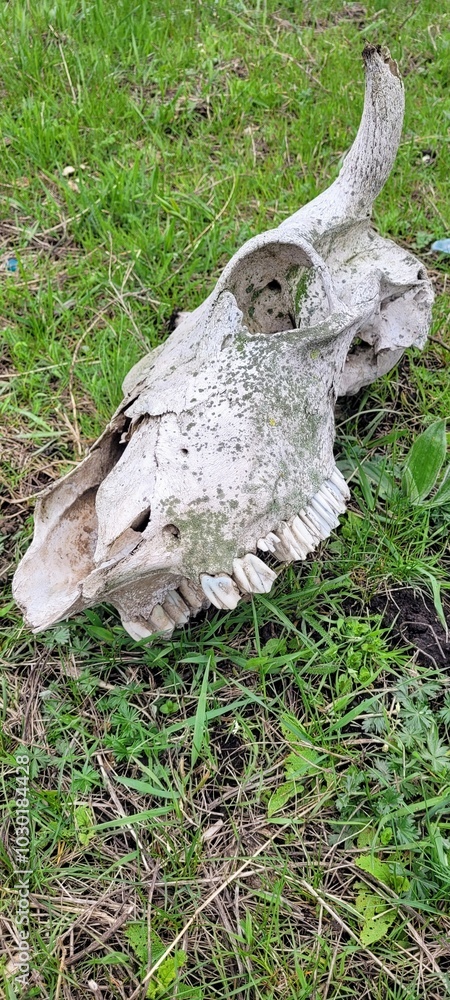 animal skull animal skull